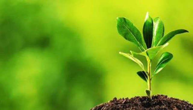 डिभिजन वन कार्यालय तनहुद्वारा  २२ प्रजातिका बिरुवा निःशुल्क वितरण