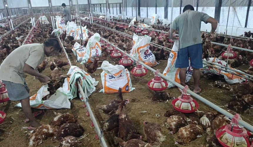 विद्युत् ‘फेज’ असन्तुलनले पोल्ट्री फार्ममा करोडौँको नोक्सानी 