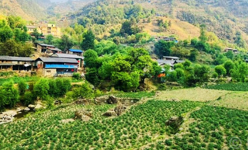 बागलुङमा एक अर्ब ९४ करोड ६० लाखको आलु उत्पादन
