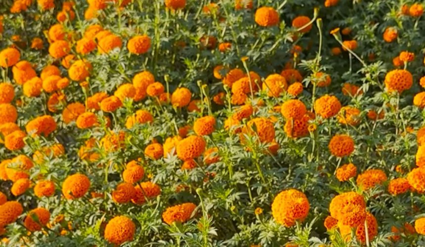 सामूहिक सयपत्री फूलखेतीमा महिला