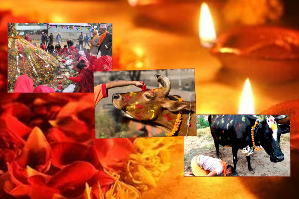 कार्तिक शुक्ल प्रतिपदाः आज एकै दिन गोरु, गोवर्द्धन र हलि पूजा गरिँदै