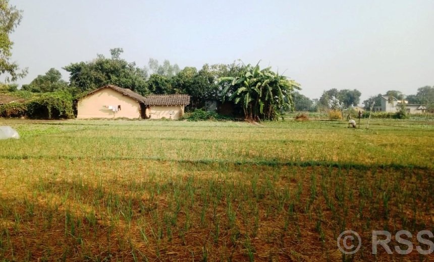 लसुन रोपेर आम्दानी गर्दै पिपलाडीका किसान