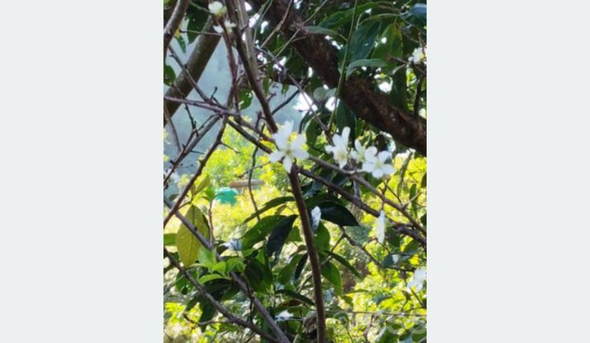 दाङमा असोजमै फुल्यो ‘पलम’