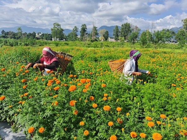 पुष्प व्यवसाय : आठ अर्ब ८३ करोड लगानी, ५३ हजारलाई रोजगारी