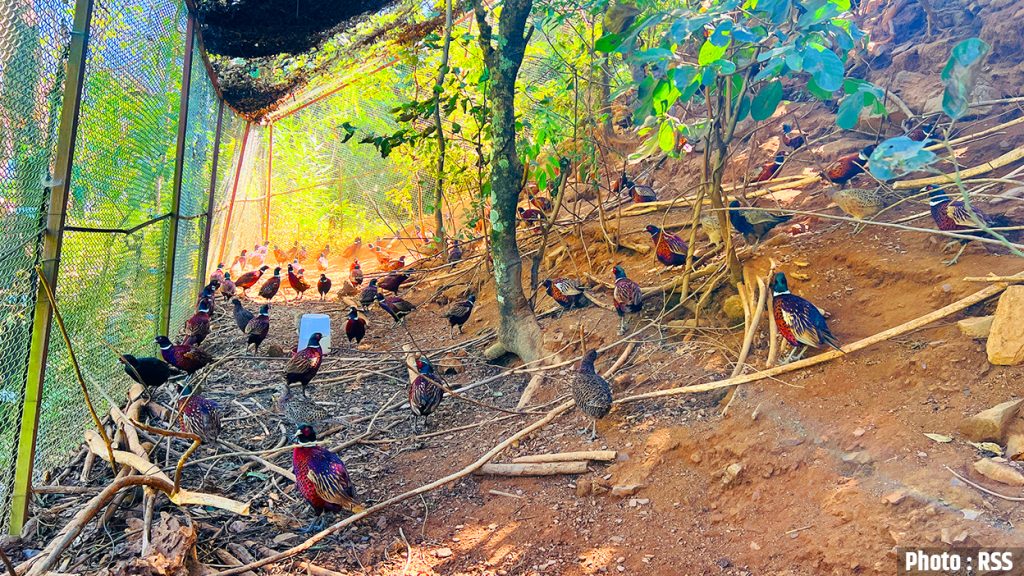 कालिज पालनमा ५० लाख लगानी