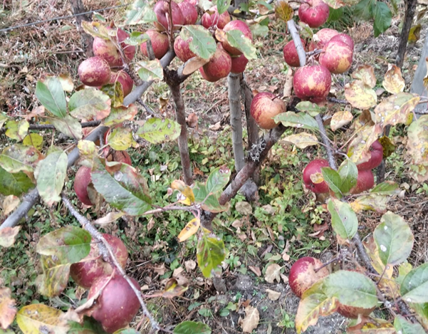 घुन्सा र फलेटारमा स्याउ फल्यो : व्यावसायिक खेतीको नयाँ सम्भावना उजागार