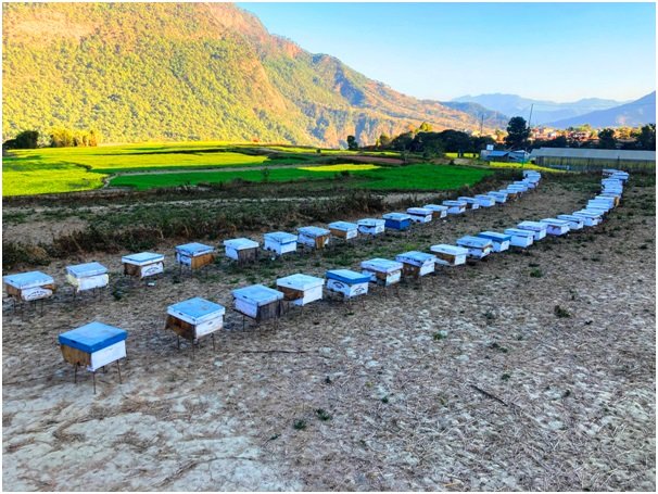 दाङमा व्यावसायिक मौरीपालन किसानको सङ्ख्या पाँच सय बढी