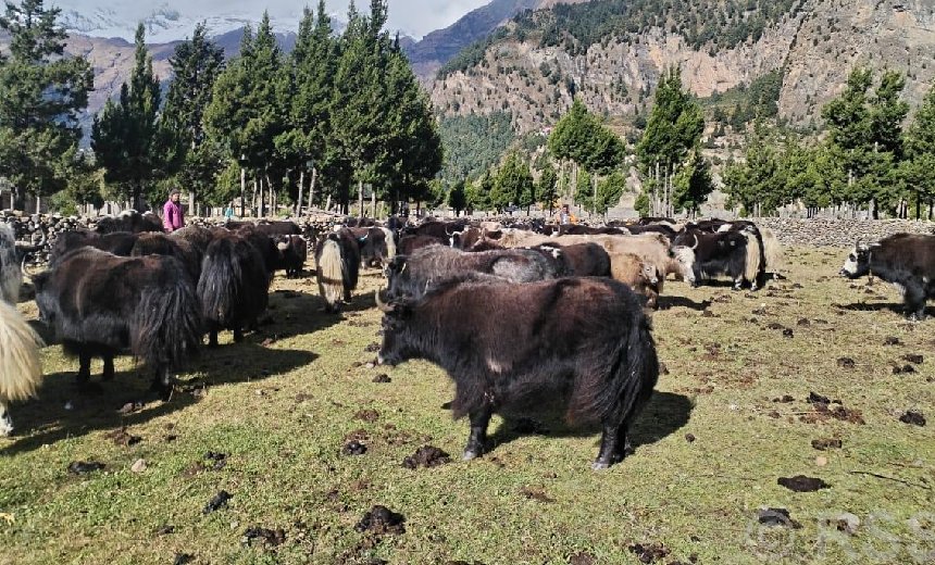 हिमपातपछि मुस्ताङका याक चौँरी बेँसीमा स्थान्तरण