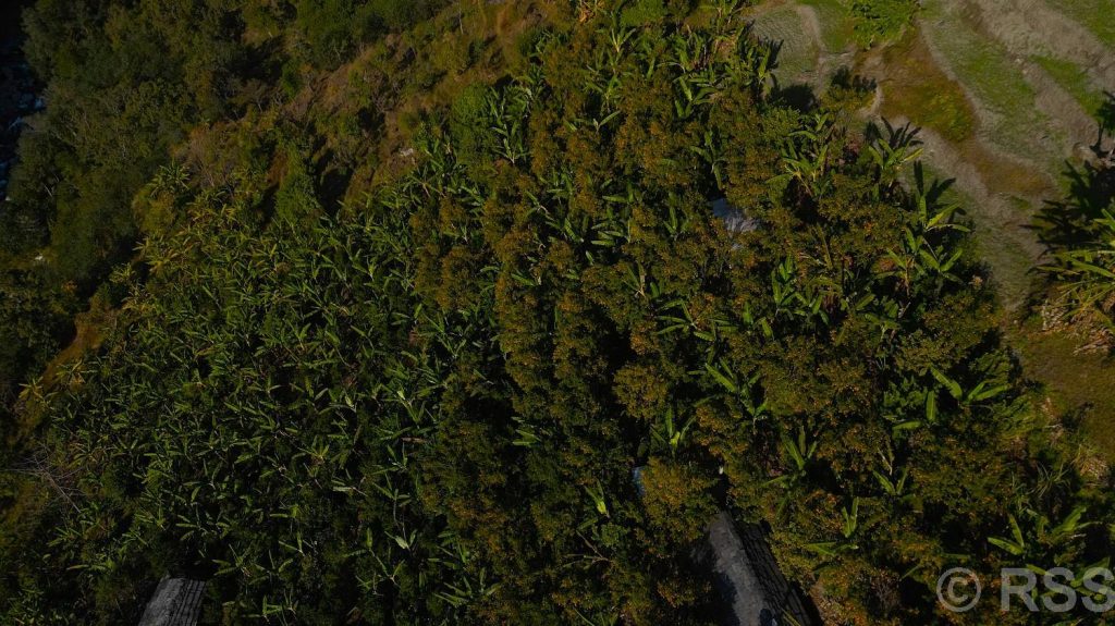 बिलाउनीको झाडी फाडेर सुन्तला बगान