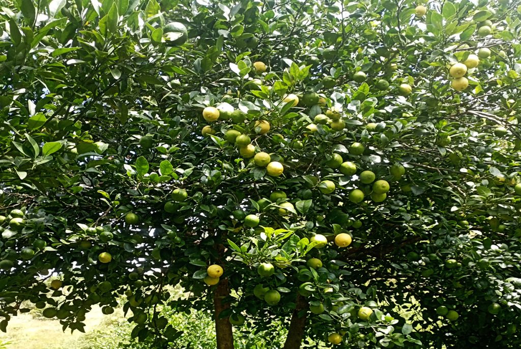 बर्सेनि चार हजार ७१ टन कागती उत्पादन, बजार नपाउँदा किसान समस्यामा