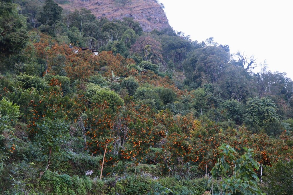 राखुका किसानलाई सुन्तला ढुवानीको समस्या