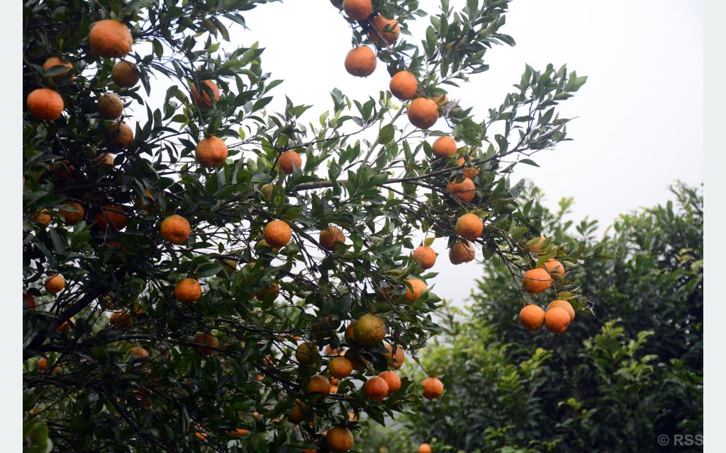 तनहुँमा सुन्तलाको बिबरण संकलन हुदै