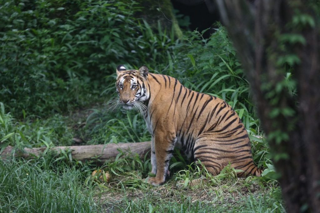 पाटेबाघको आक्रमणबाट एक सातामा तीन जनाको मृत्यु, नियन्त्रणमा लिन वा मार्न आदेश