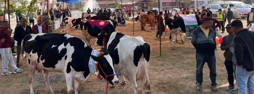 राष्ट्रिय गाई प्रदर्शनीमा कामना कृषि फर्मको गाई