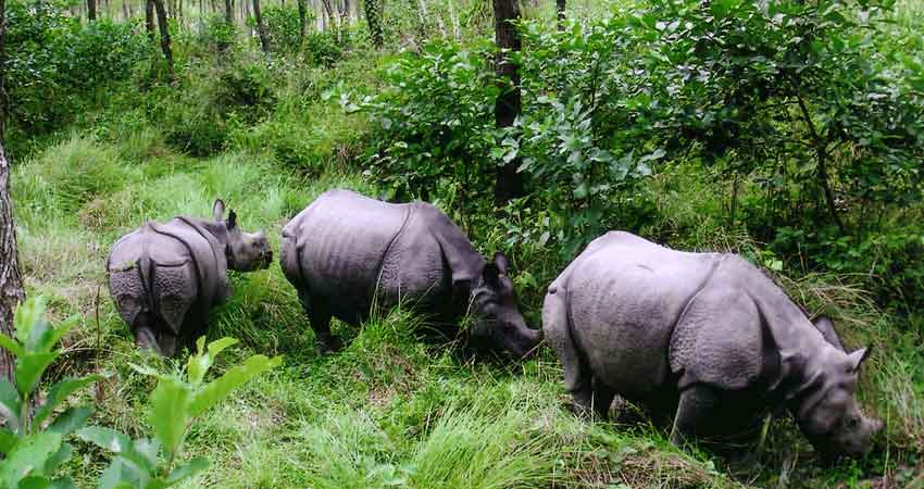 चितवन राष्ट्रिय निकुञ्जमा साउन यता १७ गैँडा मरे