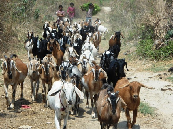 चितवनका सातवटै पालिकामा बाख्रालाई ‘पीपीआर’ खोप लगाइँदै