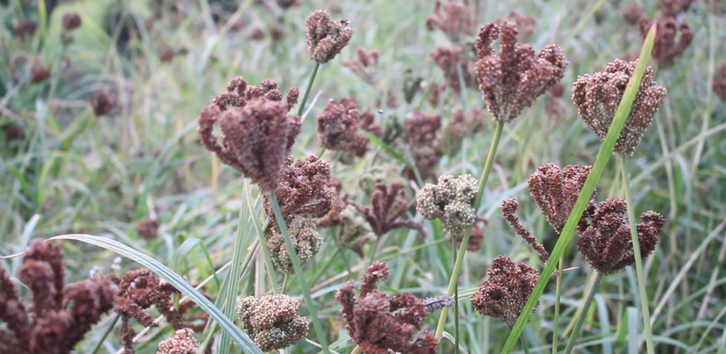 ७ महिनामा कोदोको नेपाल आयात  घट्यो
