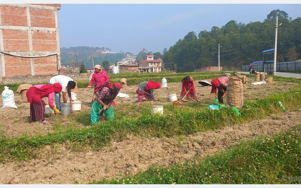 १० रुपैयाँ किलोमा पनि बिक्दैन आलु 