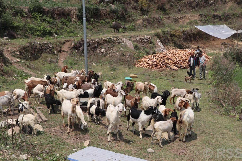 भैँसीपालन व्यवसाय छाडेर बाख्रापाल : वार्षिक लाखाैँ आम्दानी लिन्छन् गौचन