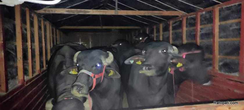भैँसीपालनमा जुट्दै लुङ्गिनका किसान