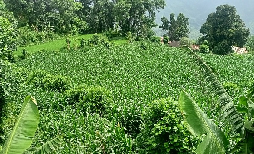 वर्षाले मकैखेती फस्टाउँदै, उत्पादन बढ्ने आशामा किसान