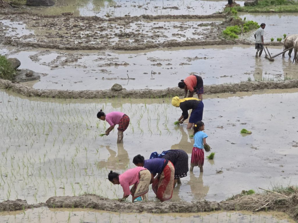 धान खेती गर्ने घरधुरी संख्या साढे २७ लाख, हालसम्म १२ प्रतिशत मात्रै रोपाइँ