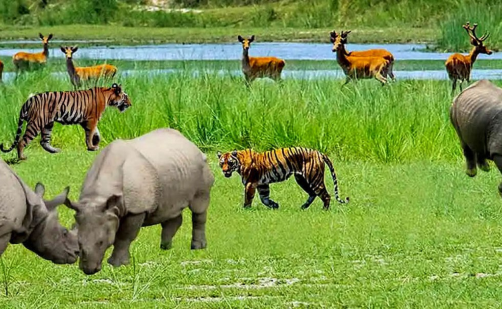 कोशीटप्पु वन्यजन्तु आरक्ष -पर्यटकको आकर्षण बढ्यो