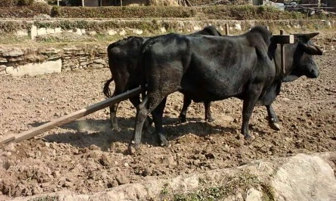 पोखरा महानगरपालिकाद्वारा गोरु पाल्ने किसानलाई प्रोत्साहन