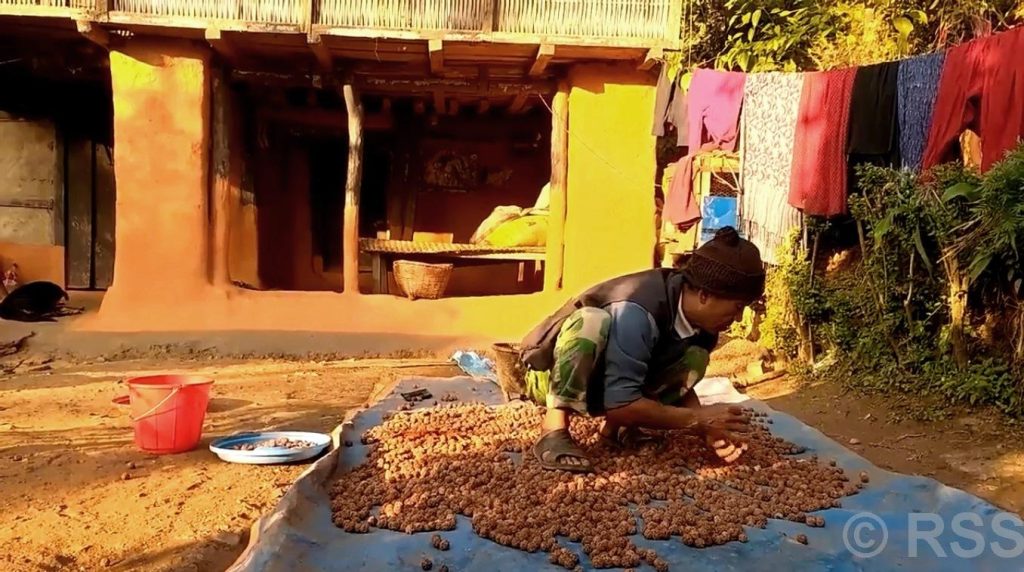 किसानको राम्रो आम्दानीको स्रोत बन्दै रुद्राक्ष