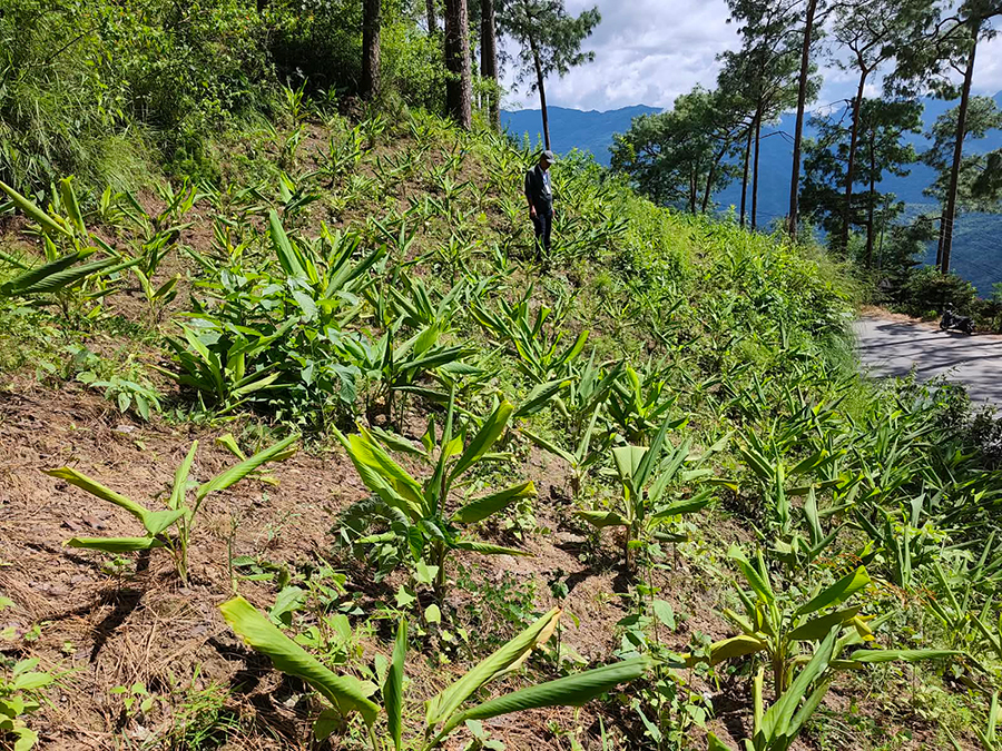 धनकुटाका सडकका दुवैतर्फ बेसार खेती