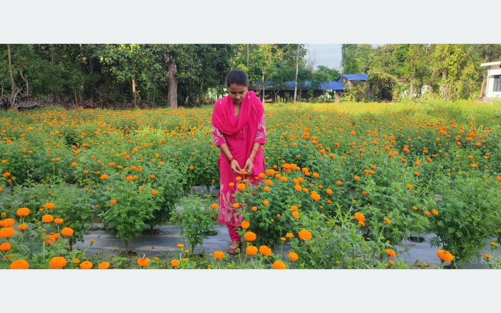 कृषि जेटिएको फूलखेती, परम्परागत खेतीभन्दा दुई गुणा बढी आम्दानी