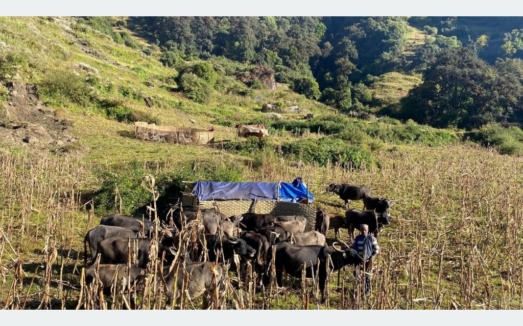 म्याग्दीमा लेकबाट बेँसी झर्न थाले घुम्ती गोठ, जोगिँदै छ पुर्ख्यौली पशुपालन