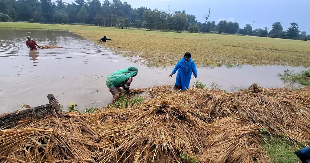 धान र कोदो थन्क्याउने समयमा वर्षा, किसानलाई समस्या