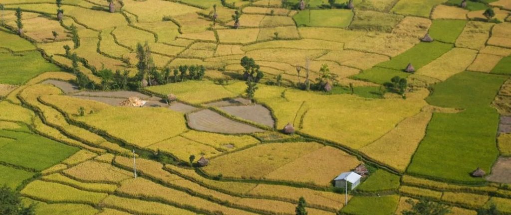 भोजपुरका खेतमा लहलहाए सुनौला धान, किसानलाई भित्र्याउने चटारो