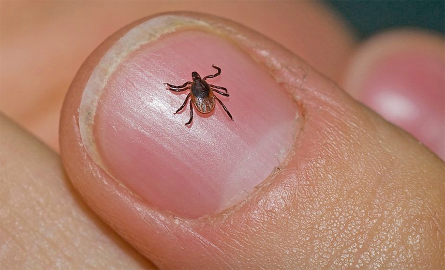 किर्नाले टोकेर १० हजार बढी संक्रमित, ७ जनाको मृत्यु